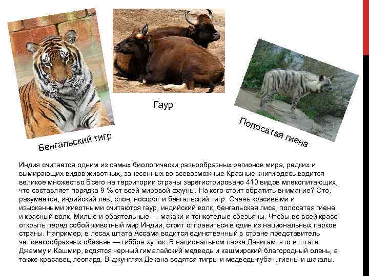 Гаур Пол гр ти льский нга Бе оса тая гие на Индия считается одним