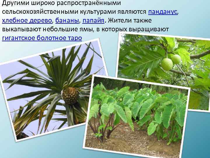 Другими широко распространёнными сельскохозяйственными культурами являются панданус, хлебное дерево, бананы, папайя. Жители также выкапывают