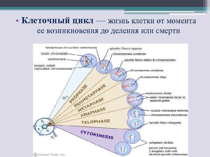  • Клеточный цикл — жизнь клетки от момента ее возникновения до деления или