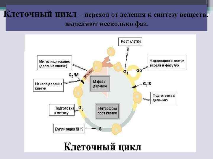 Клеточный цикл – переход от деления к синтезу веществ, выделяют несколько фаз. 