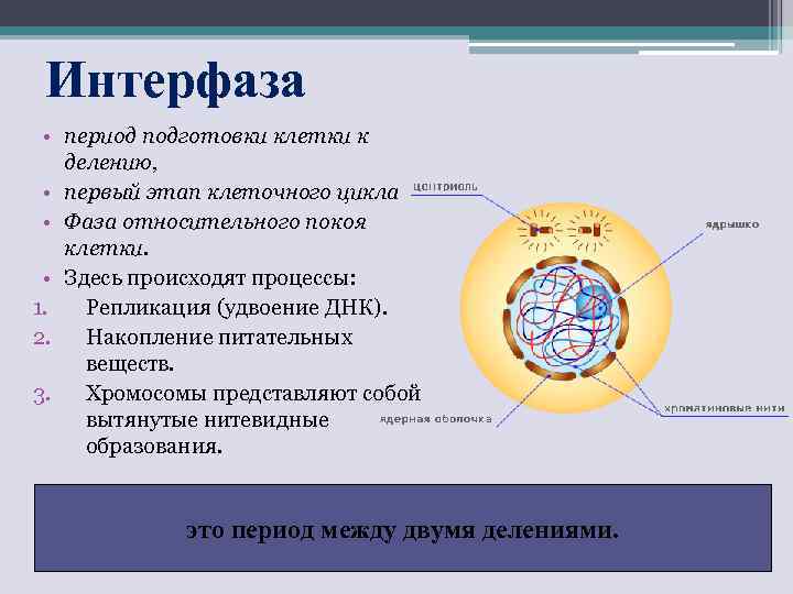 Интерфаза • период подготовки клетки к делению, • первый этап клеточного цикла • Фаза