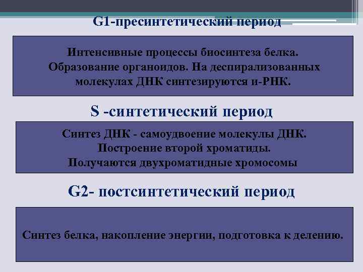 G 1 -пресинтетический период Интенсивные процессы биосинтеза белка. Образование органоидов. На деспирализованных молекулах ДНК