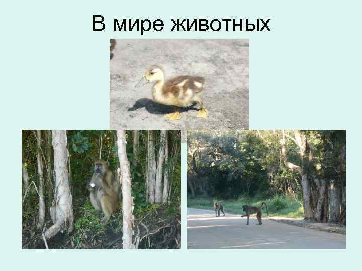 В мире животных 