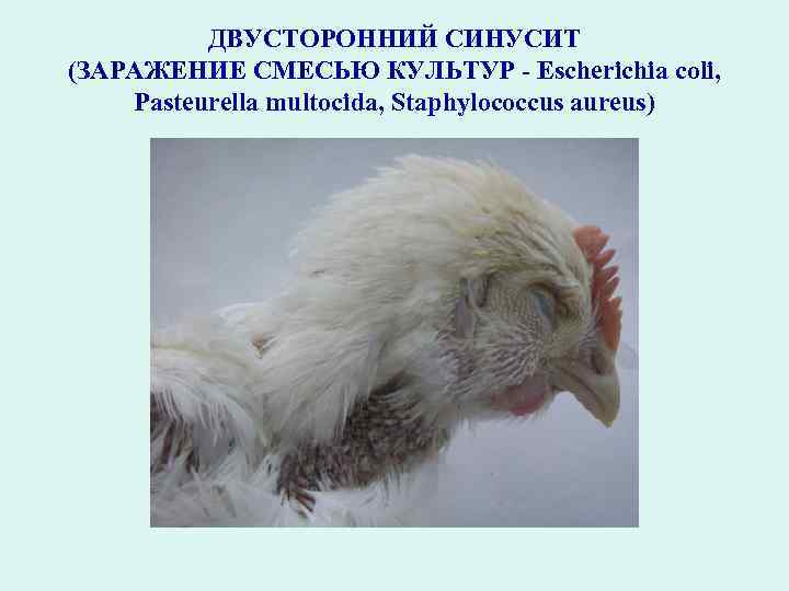 ДВУСТОРОННИЙ СИНУСИТ (ЗАРАЖЕНИЕ СМЕСЬЮ КУЛЬТУР - Escherichia coli, Pasteurella multocida, Staphylococcus aureus) 