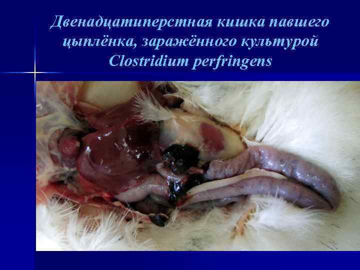 Двенадцатиперстная кишка павшего цыплёнка, заражённого культурой Clostridium perfringens 