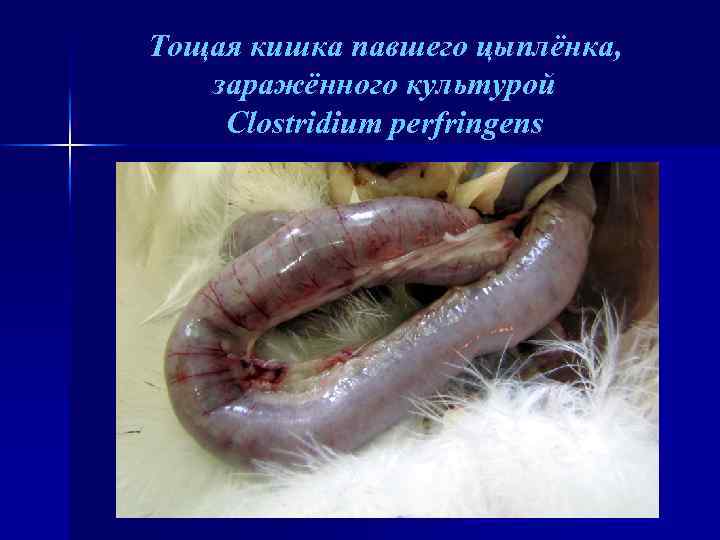 Тощая кишка павшего цыплёнка, заражённого культурой Clostridium perfringens 