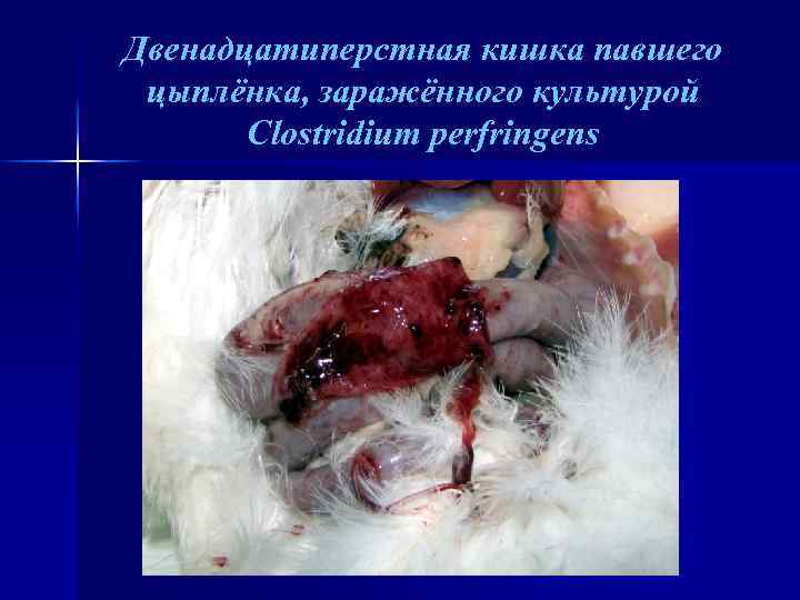 Двенадцатиперстная кишка павшего цыплёнка, заражённого культурой Clostridium perfringens 