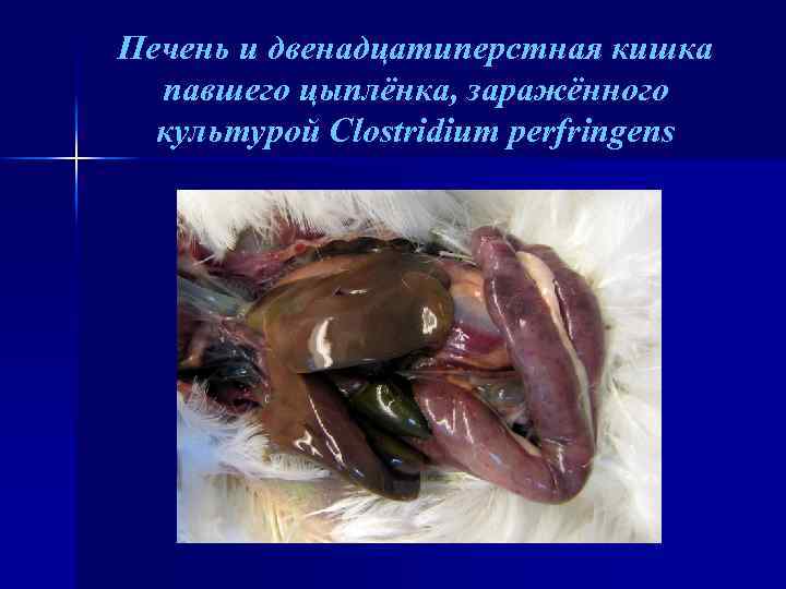 Печень и двенадцатиперстная кишка павшего цыплёнка, заражённого культурой Clostridium perfringens 