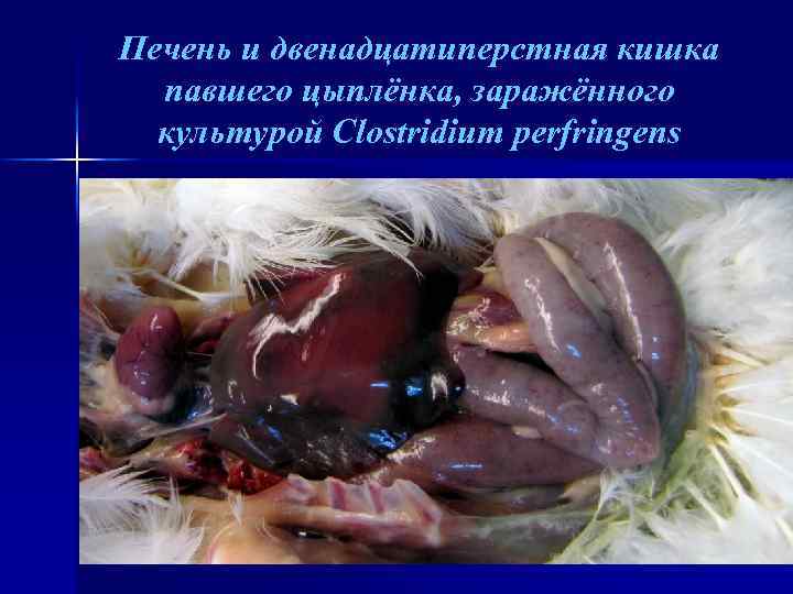Печень и двенадцатиперстная кишка павшего цыплёнка, заражённого культурой Clostridium perfringens 