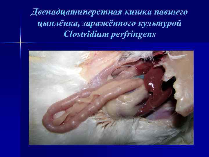 Двенадцатиперстная кишка павшего цыплёнка, заражённого культурой Clostridium perfringens 