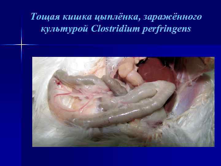 Тощая кишка цыплёнка, заражённого культурой Clostridium perfringens 