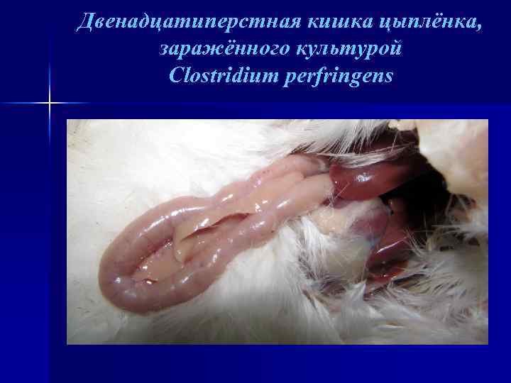 Двенадцатиперстная кишка цыплёнка, заражённого культурой Clostridium perfringens 