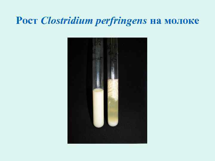 Рост Clostridium perfringens на молоке 
