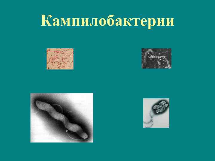 Кампилобактерии 