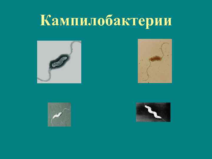 Кампилобактерии 