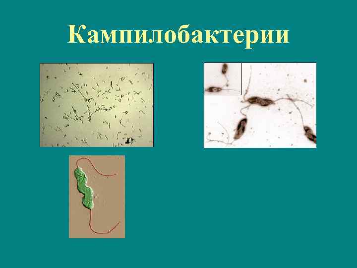 Кампилобактерии 
