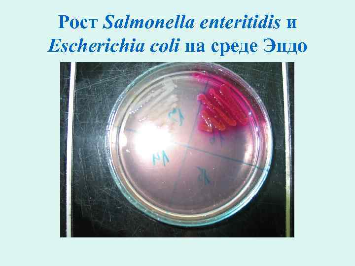 Рост Salmonella enteritidis и Escherichia coli на среде Эндо 
