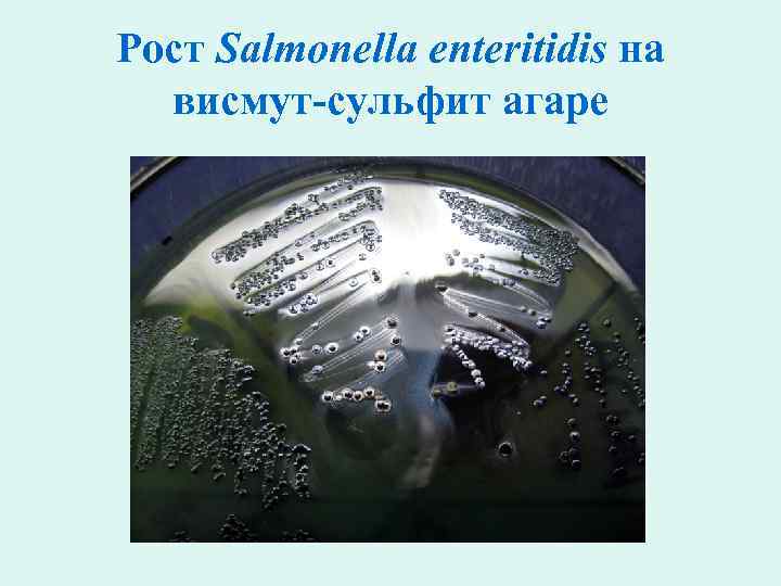 Рост Salmonella enteritidis на висмут-сульфит агаре 