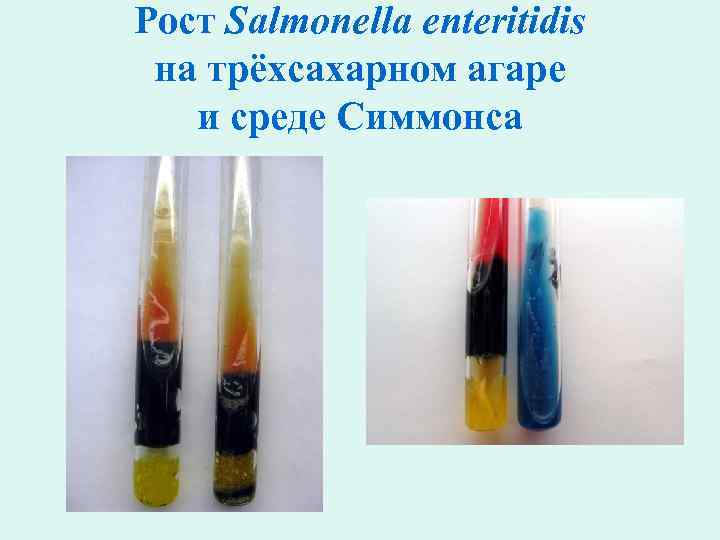 Рост Salmonella enteritidis на трёхсахарном агаре и среде Симмонса 