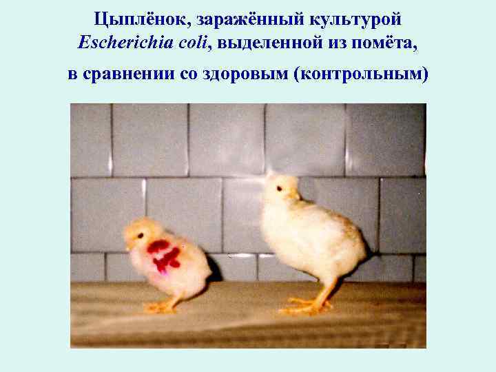Цыплёнок, заражённый культурой Escherichia coli, выделенной из помёта, в сравнении со здоровым (контрольным) 