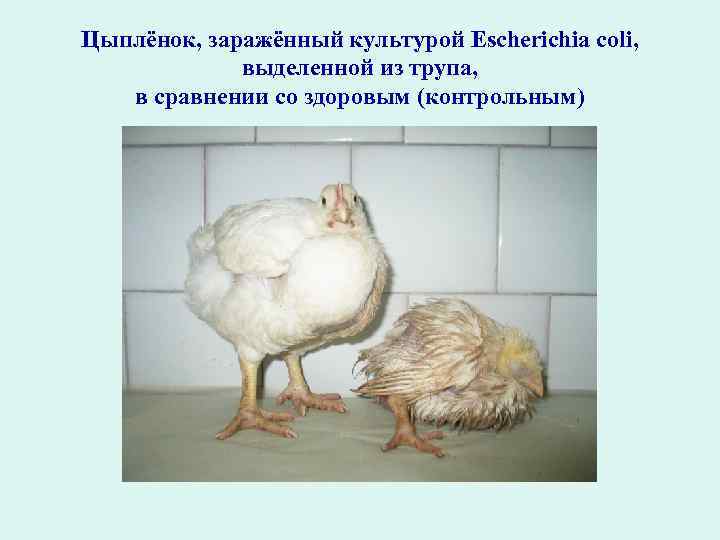 Цыплёнок, заражённый культурой Escherichia coli, выделенной из трупа, в сравнении со здоровым (контрольным) 