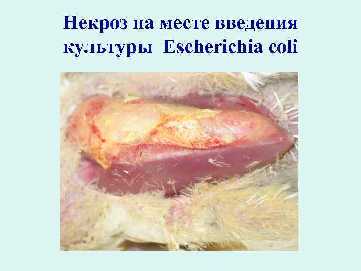 Некроз на месте введения культуры Escherichia coli 