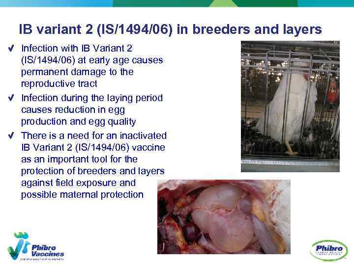 IB variant 2 (IS/1494/06) in breeders and layers Infection with IB Variant 2 (IS/1494/06)