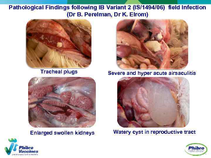 Pathological Findings following IB Variant 2 (IS/1494/06) field Infection (Dr B. Perelman, Dr K.