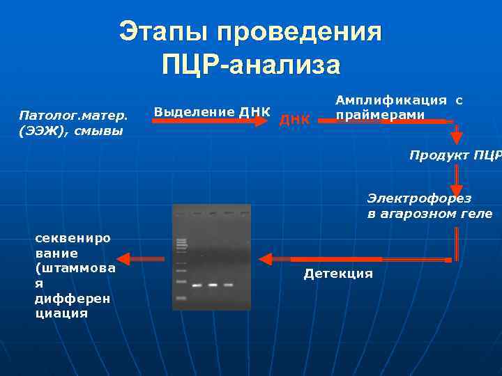 Детекция что это