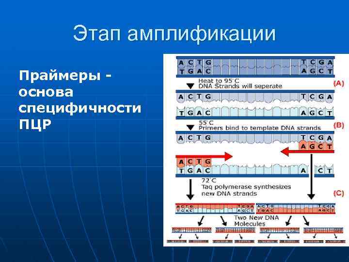 Этап амплификации Праймеры основа специфичности ПЦР 