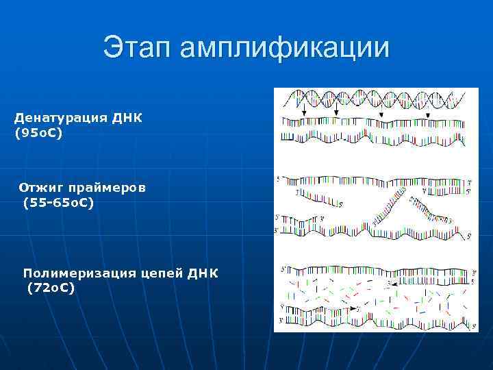 Этап амплификации Денатурация ДНК (95 о. С) Отжиг праймеров (55 -65 о. С) Полимеризация