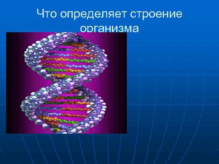 Что определяет строение организма 
