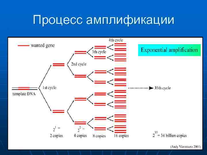 Процесс амплификации 