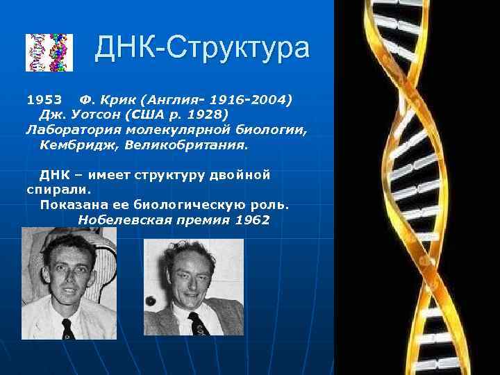 ДНК-Структура 1953 Ф. Крик (Англия- 1916 -2004) Дж. Уотсон (США р. 1928) Лаборатория молекулярной