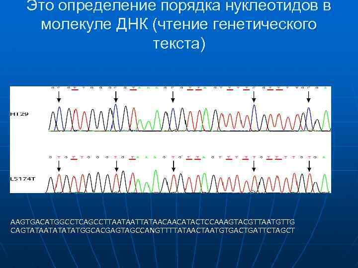 Это определение порядка нуклеотидов в молекуле ДНК (чтение генетического текста) AAGTGACATGGCCTCAGCCTTAATAATTATAACAACATACTCCAAAGTACGTTAATGTTG CAGTATAATATGGCACGAGTAGCCANGTTTTATAACTAATGTGACTGATTCTAGCT 