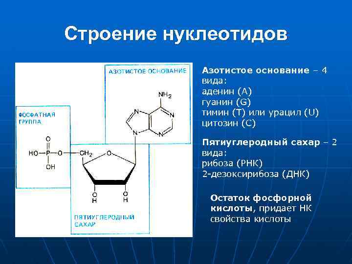 В состав нуклеотида входит азотистое основание. Урацил дезоксирибоза. Урацил рибоза фосфорная кислота это. Строение нуклеотида. Структура нуклеотида.
