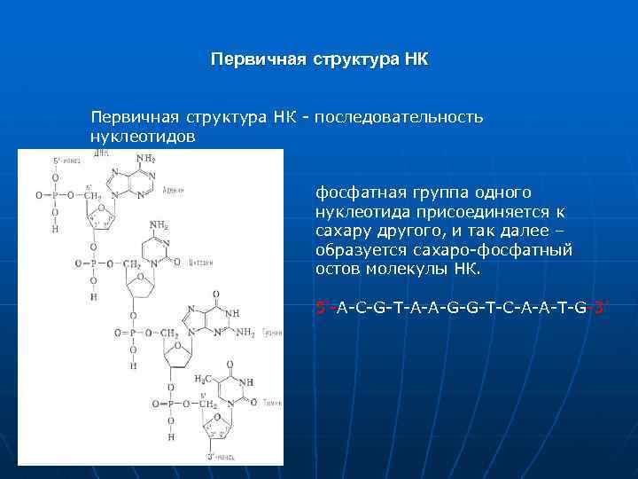 Первичная структура НК - последовательность нуклеотидов фосфатная группа одного нуклеотида присоединяется к сахару другого,