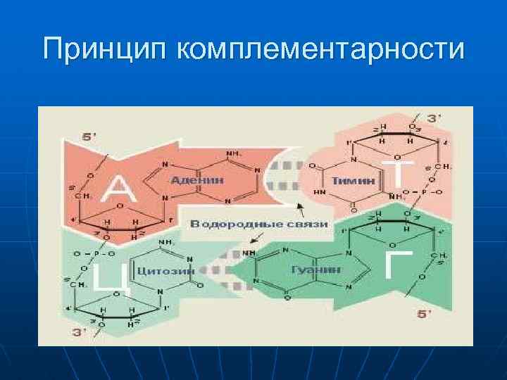 Принцип комплементарности. Метод комплементарности биология. Комплементарность это биохимия. Химическая природа комплементарности. Принцип комплементарности государственного управления.