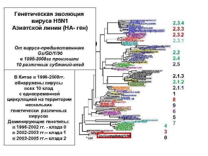 Генетическая эволюция вируса Н 5 N 1 Азиатской линии (НА- ген) От вируса-предшественника Gs/GD/1/96