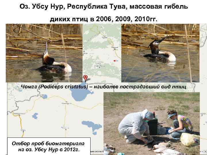 Оз. Убсу Нур, Республика Тува, массовая гибель диких птиц в 2006, 2009, 2010 гг.