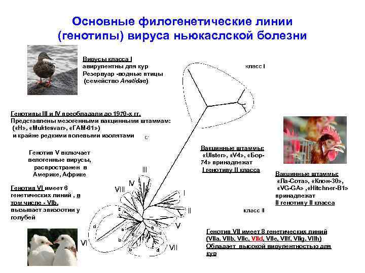 Основные филогенетические линии (генотипы) вируса ньюкаслской болезни Вирусы класса I авирулентны для кур Резервуар