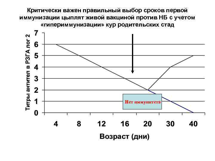 Критически важен правильный выбор сроков первой иммунизации цыплят живой вакциной против НБ с учетом