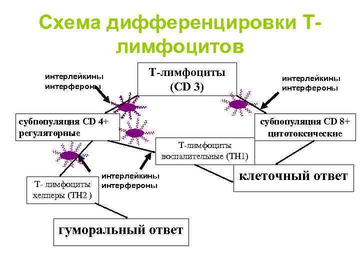 Схема дифференцировки Тлимфоцитов интерлейкины интерфероны Т-лимфоциты (CD 3) интерлейкины интерфероны субпопуляция CD 4+ регуляторные