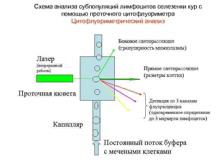 Схема анализа субпопуляций лимфоцитов селезенки кур с помощью проточного цитофлуориметра Цитофлуориметрический анализ Боковое светорассеяние