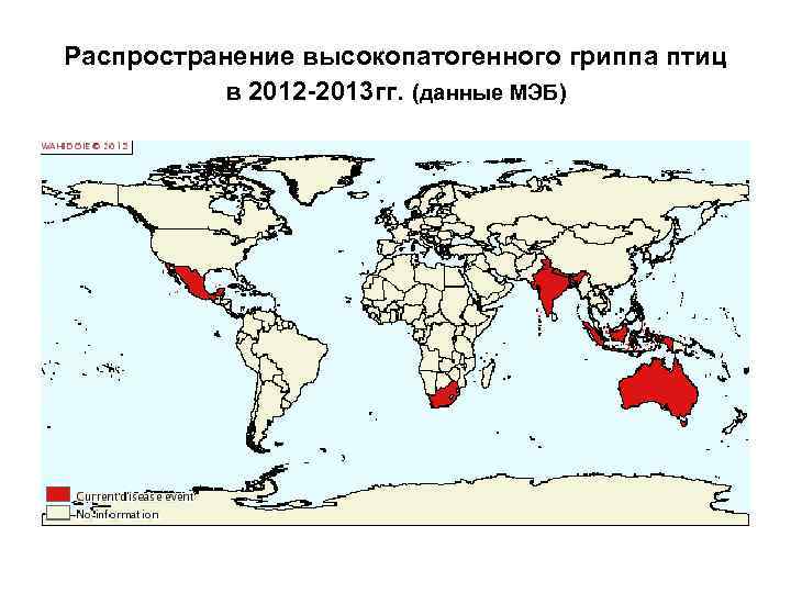 Распространение высокопатогенного гриппа птиц в 2012 -2013 гг. (данные МЭБ) 