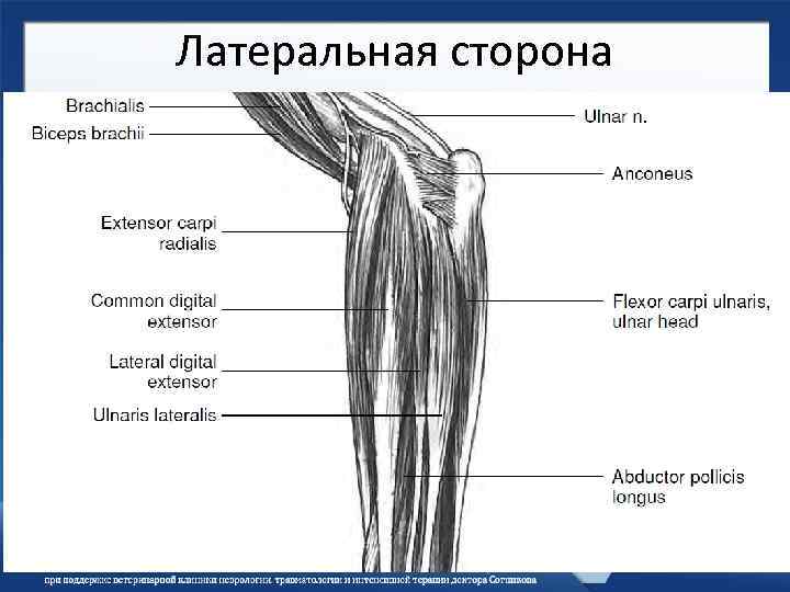 Предплечье у человека