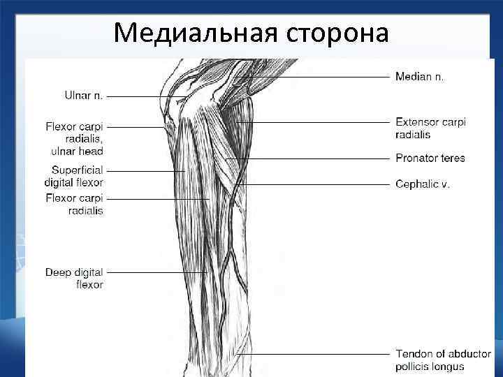 Медиальная сторона 