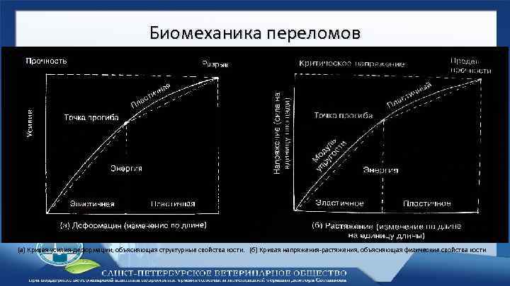 Биомеханика переломов (а) Кривая усилия-деформации, объясняющая структурные свойства кости. (б) Кривая напряжения-растяжения, объясняющая физические
