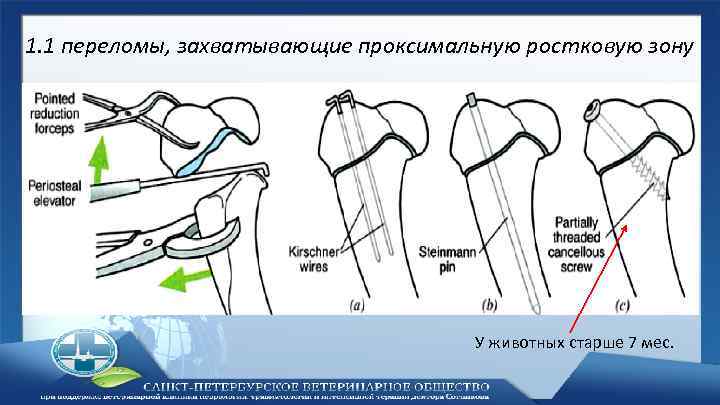 1. 1 переломы, захватывающие проксимальную ростковую зону У животных старше 7 мес. 