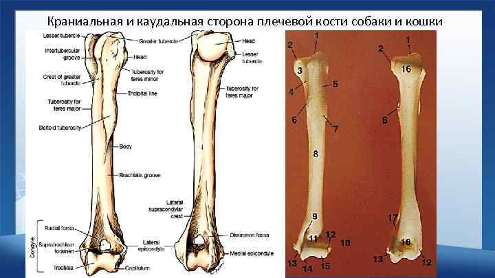 Стороны кости. Плечевая кость животных строение. Строение плечевой кости животных анатомия. Плечевая кость собаки анатомия. Бедренная кость краниальная сторона животных.